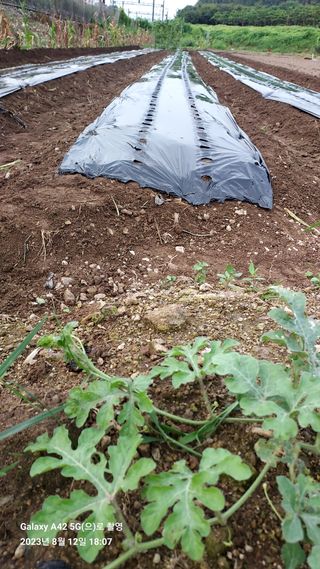 오남현님의 배추 · 토양준비 작성글 사진