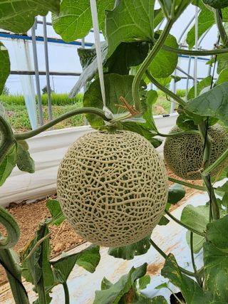 서래뜰김법사님의 8월 내 작물 자랑하기 · 참여글 작성글 사진