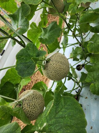 서래뜰김법사님의 8월 내 작물 자랑하기 · 참여글 작성글 사진