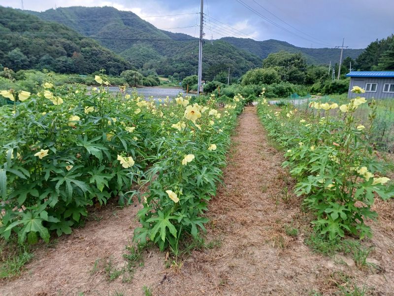 장터 상품 [금화규 30g] 썸네일