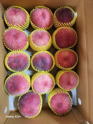 팜모닝회원수지농원님의 8월 내 작물 자랑하기 · 참여글 작성글 사진