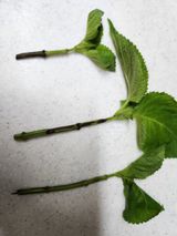 팜모닝 들깨·병해충상담 게시글 이미지