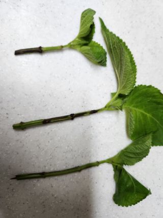 시지노인님의 들깨 · 병해충상담 작성글 사진