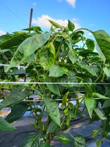 팜모닝 고추·병해충상담 게시글 이미지