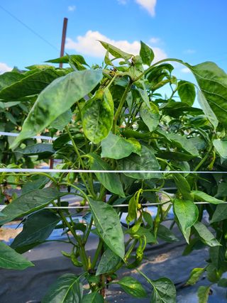 정용학님의 고추 · 병해충상담 작성글 사진