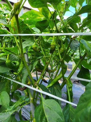 정용학님의 고추 · 병해충상담 작성글 사진