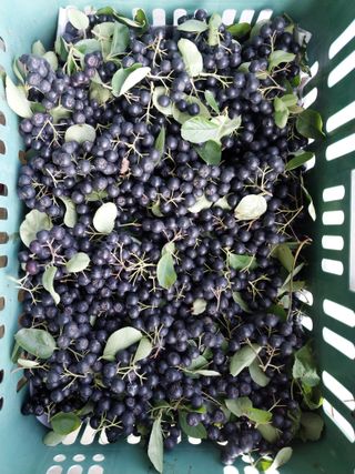 철남 김희곤님의 8월 내 작물 자랑하기 · 참여글 작성글 사진