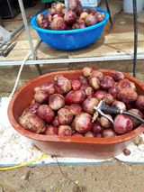 팜모닝 8월 내 작물 자랑하기·참여글 게시글 이미지