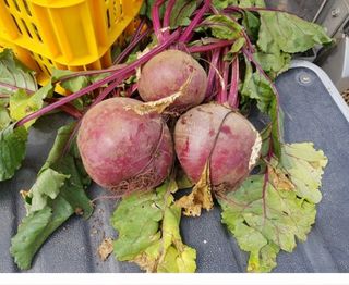 남궁. 정님의 8월 내 작물 자랑하기 · 참여글 작성글 사진