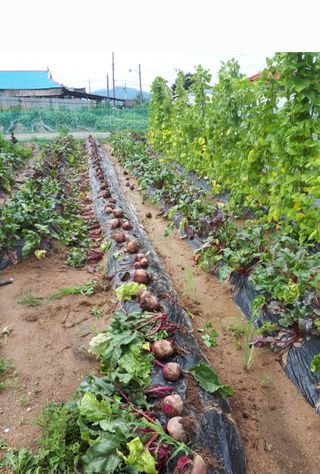 남궁. 정님의 8월 내 작물 자랑하기 · 참여글 작성글 사진