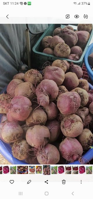 남궁. 정님의 8월 내 작물 자랑하기 · 참여글 작성글 사진