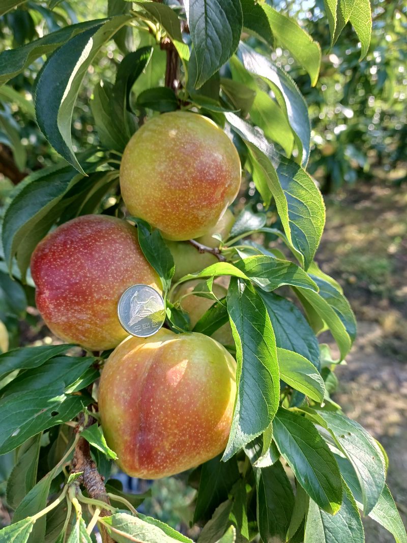 장터 상품 [가을 추희자두 3kg(29,000), 6kg(52,000)] 썸네일