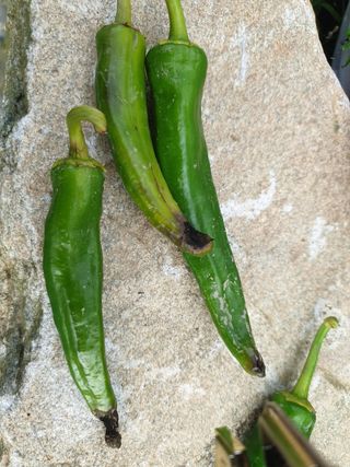 김채현 님의 고추 · 병해충상담 작성글 사진