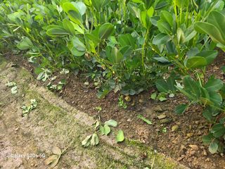 밀알 56님의 콩 · 병해충상담 작성글 사진