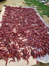 팜모닝 고추·수확 게시글 이미지