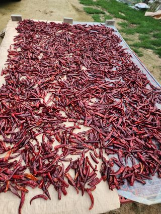  청계유정란 박진균님의 고추 · 수확 작성글 사진