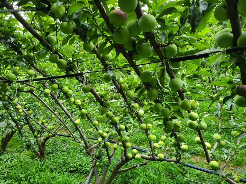 장터 상품 [자두 추희  5키로1박스 ] 썸네일