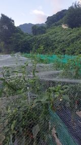 팜모닝 고추·자연재해•동물피해 게시글 이미지