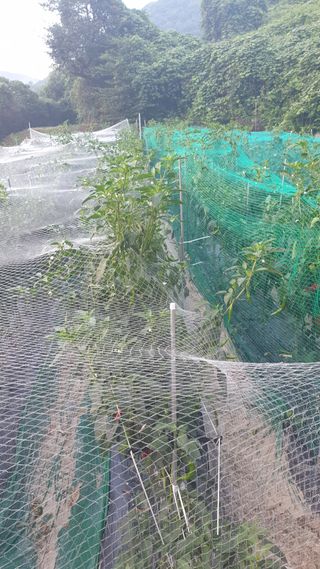 백수현님의 고추 · 자연재해•동물피해 작성글 사진