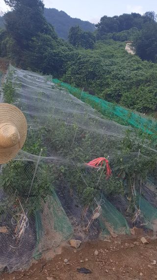 백수현님의 고추 · 자연재해•동물피해 작성글 사진