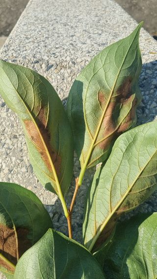 김현필님의 감 · 병해충상담 작성글 사진