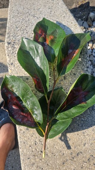 김현필님의 감 · 병해충상담 작성글 사진