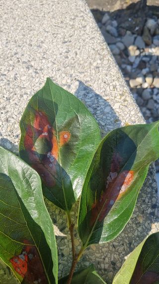 김현필님의 감 · 병해충상담 작성글 사진