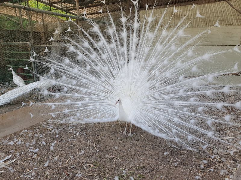 장터 상품 [공작새] 썸네일