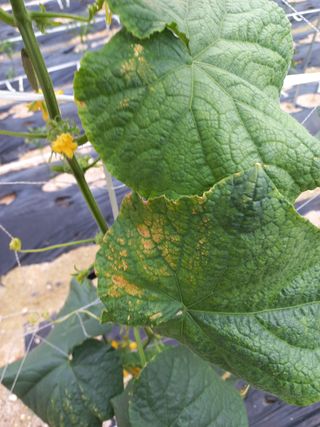 임재창님의 오이 · 병해충상담 작성글 사진