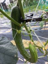 팜모닝 오이·병해충상담 게시글 이미지