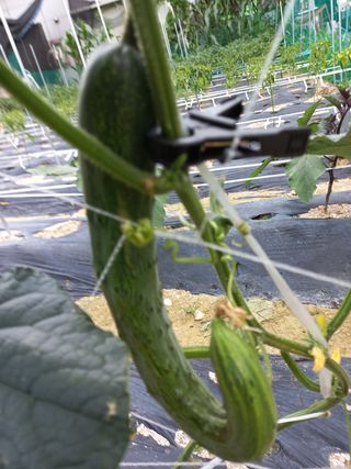 임재창님의 오이 · 병해충상담 작성글 사진