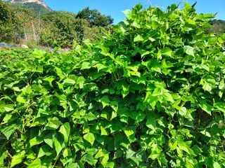 몽자아빠님의 콩 · 자유게시판 작성글 사진