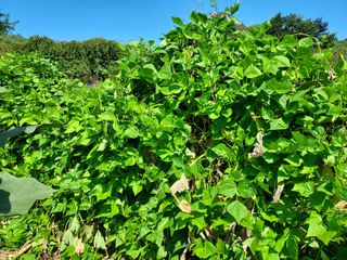 몽자아빠님의 콩 · 자유게시판 작성글 사진