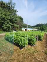 팜모닝 들깨·영농일지 게시글 이미지