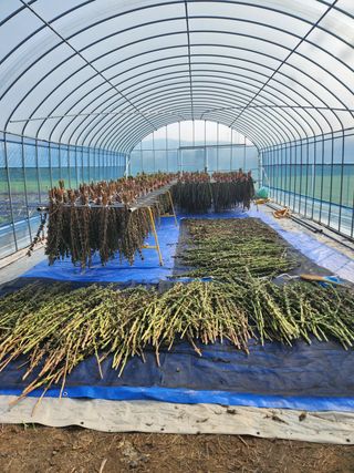 HYUN님의 참깨 · 영농일지 작성글 사진