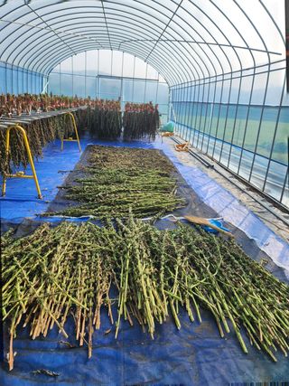 HYUN님의 참깨 · 영농일지 작성글 사진