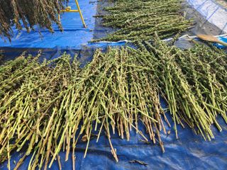 HYUN님의 참깨 · 영농일지 작성글 사진