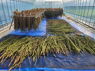 HYUN님의 참깨 · 영농일지 작성글 사진