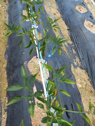 임재창님의 고추 · 병해충상담 작성글 사진