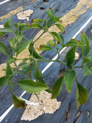 임재창님의 고추 · 병해충상담 작성글 사진