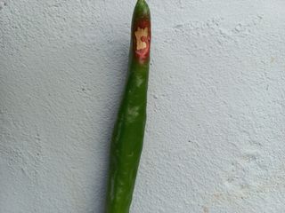 임재창님의 고추 · 병해충상담 작성글 사진