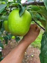 팜모닝 사과·품질 향상 게시글 이미지