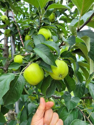 조전무 주) 참토님의 사과 · 품질 향상 작성글 사진