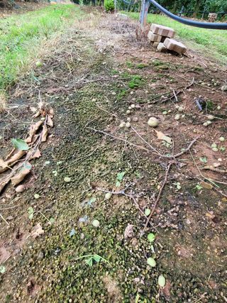 조전무 주) 참토님의 사과 · 품질 향상 작성글 사진