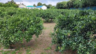 사라보자님의 귤 · 영농일지 작성글 사진