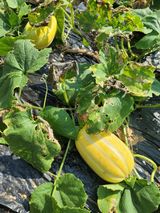 팜모닝 자유주제·자유게시판 게시글 이미지