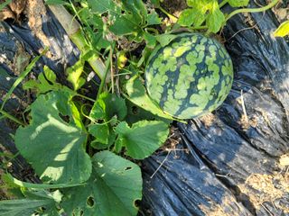 황창옥님의 자유주제 · 자유게시판 작성글 사진