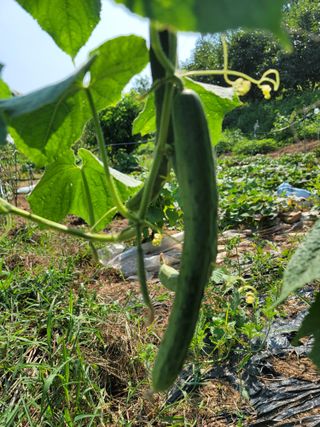 황창옥님의 자유주제 · 자유게시판 작성글 사진