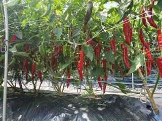 산곡동농장님의 고추 · 수확 작성글 사진