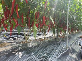 산곡동농장님의 고추 · 수확 작성글 사진